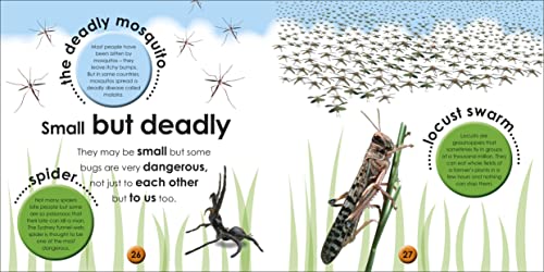 First Facts Bugs - obrazek 2