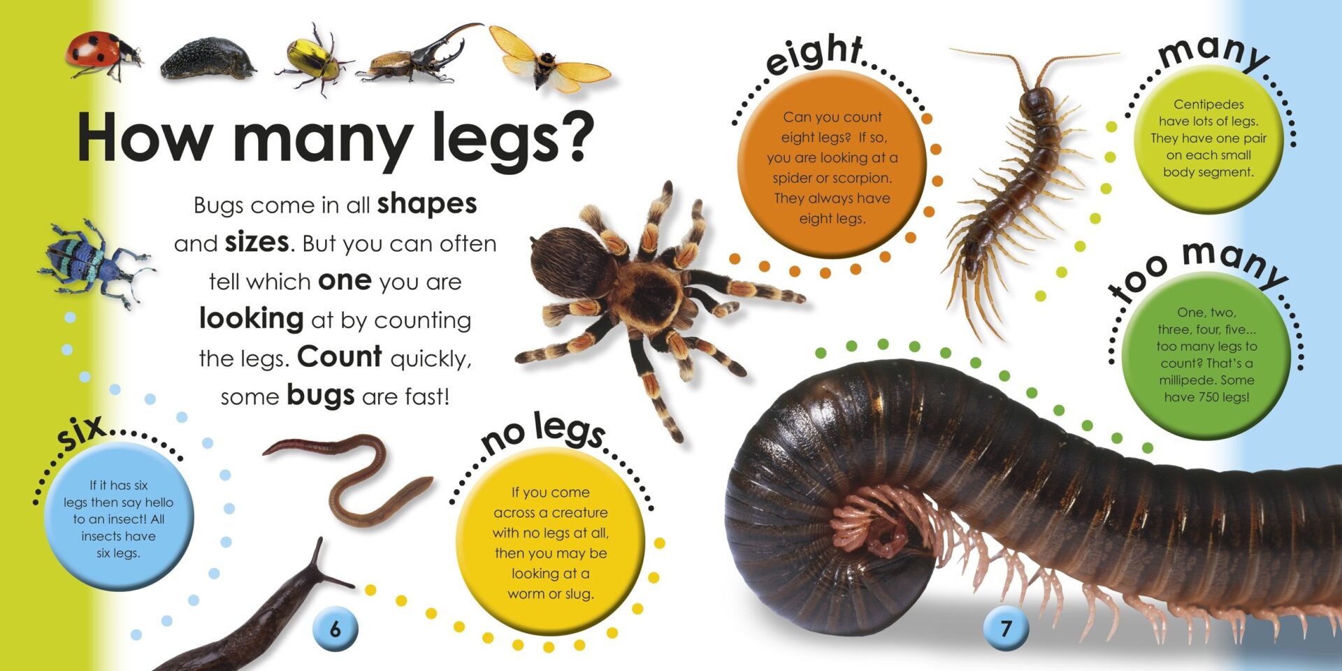 First Facts Bugs - obrazek 7